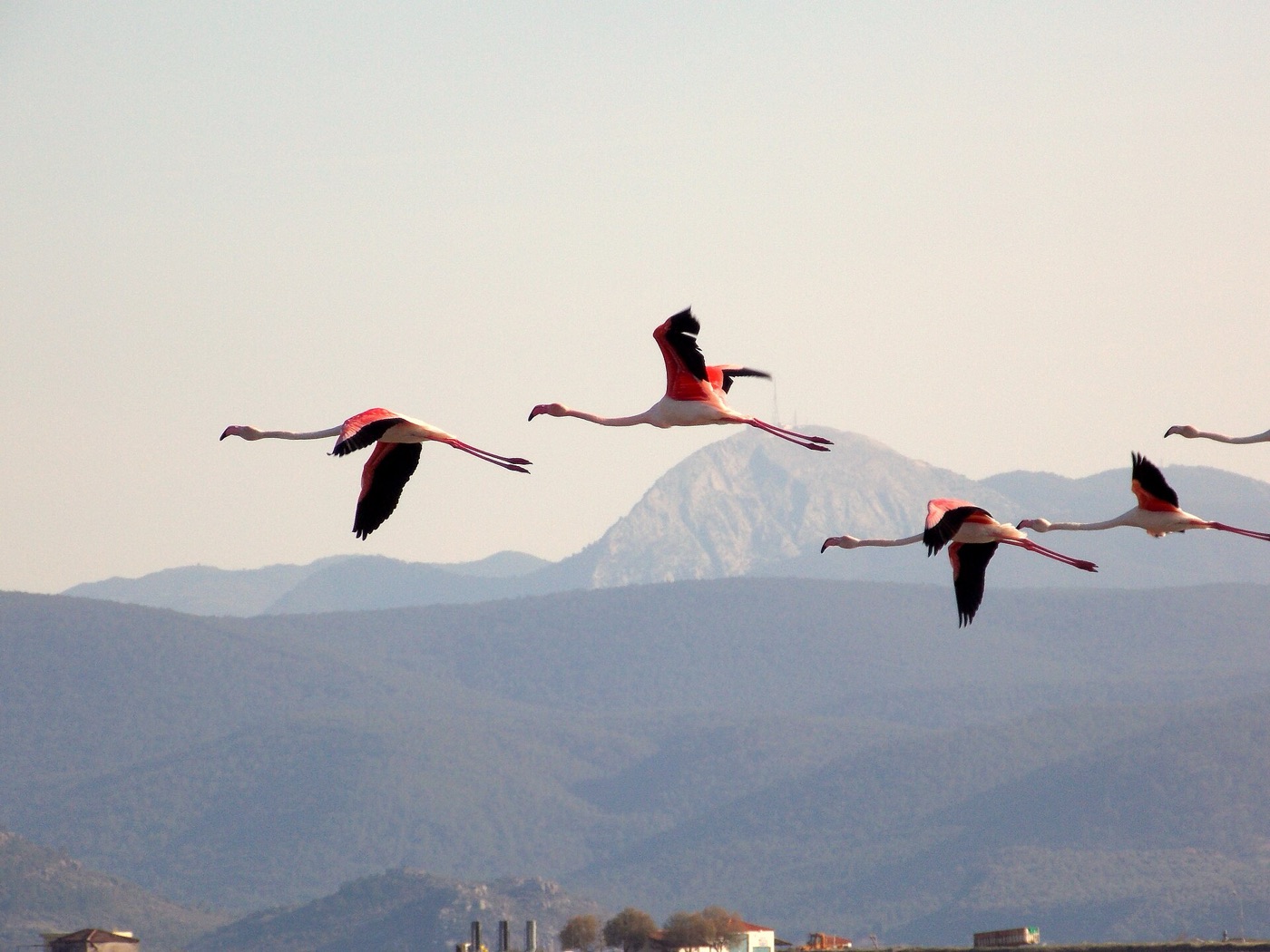 Kalloni tuzlaları üzerinde flamingolar (2017). Fotoğraf: Nikostakis78 (CC BY-SA 4.0).