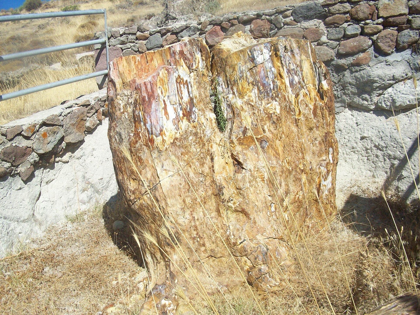 Sigri yakınlarında taşlaşmış bir ağaç gövdesi (2009). Fotoğraf: C messier (CC BY-SA 4.0).