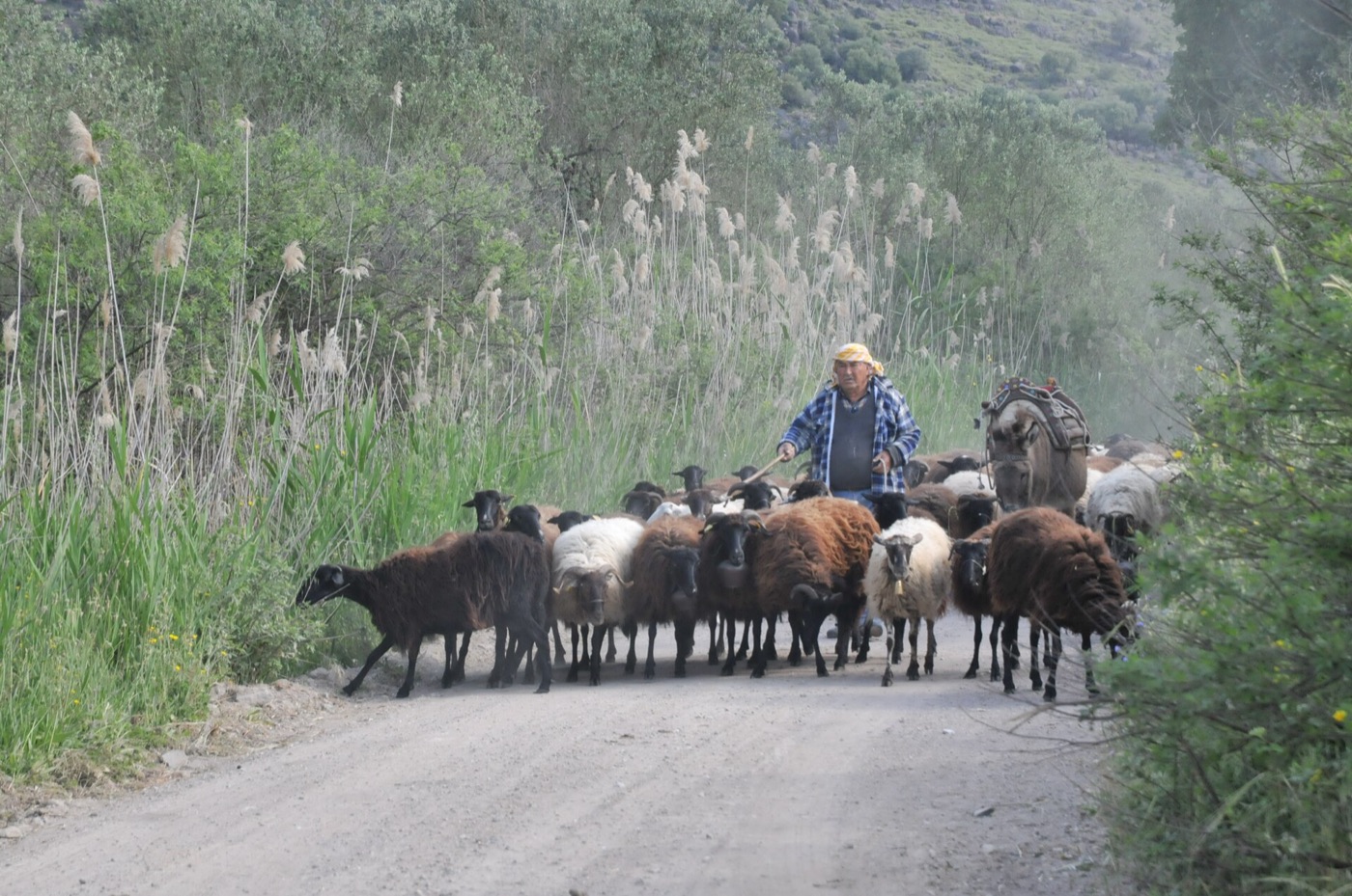 Midilli'de bir çoban ve sürüsü (2015). Fotoğraf: Chalki25 (CC BY-SA 4.0).